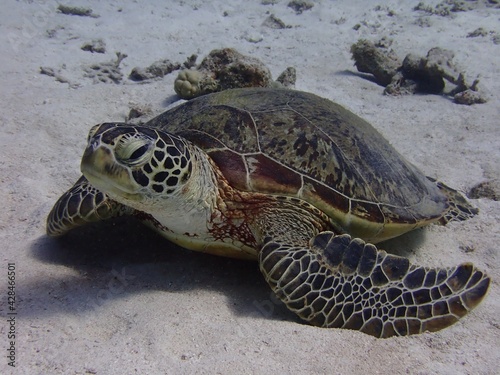 Sleepy turtle 沖縄の海の中で出会った眠そうなアオウミガメ 