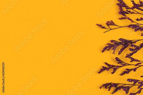 Floral banner concept, dried purple branches on a yellow background, flat lay desktop