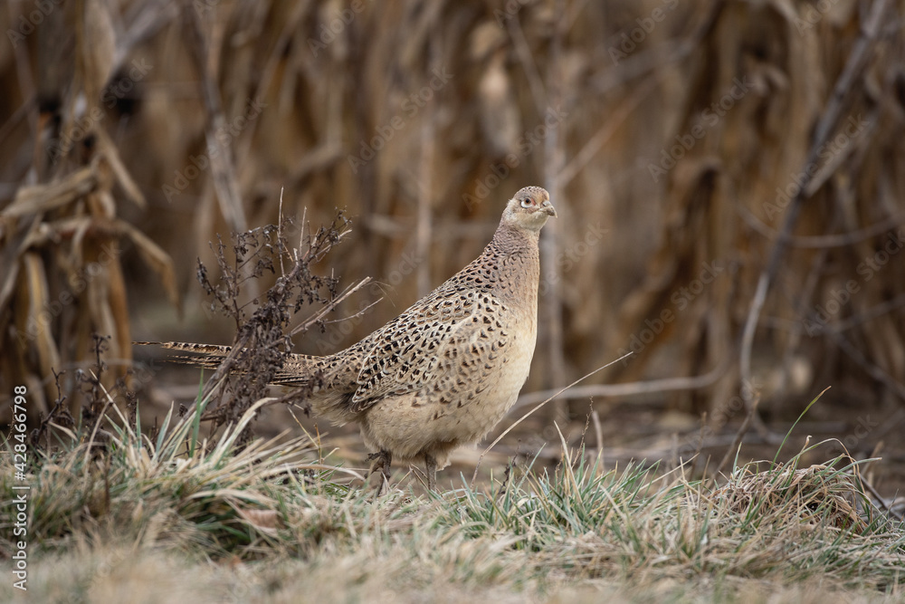 Common pheasant walking on the field. Pheasant during winter time. European wildlife nature. Common pheasant walking on the field. Pheasant during winter time. European wildlife nature.