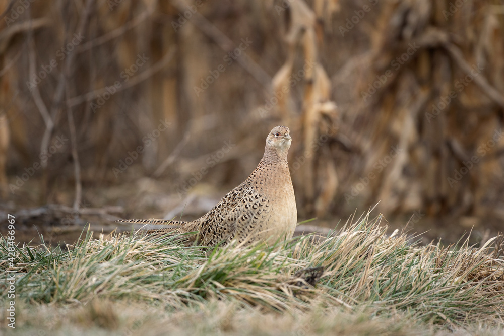 Common pheasant walking on the field. Pheasant during winter time. European wildlife nature. Common pheasant walking on the field. Pheasant during winter time. European wildlife nature.
