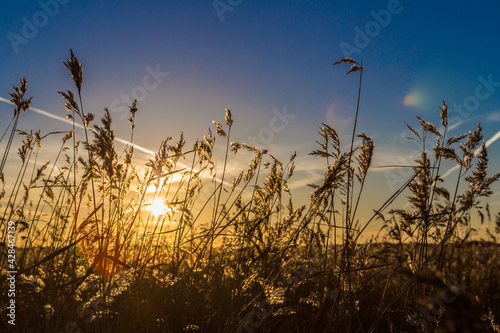 Sonnenuntergang im Feld und Schilf © Oliver