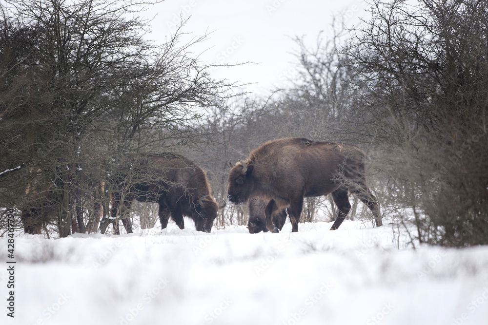 European bison on the grazing. Bison in the bushes. Europe wildlife nature. Winter time in animals kingdom. European bison on the grazing. Bison in the bushes. Europe wildlife nature. Winter time in animals kingdom.