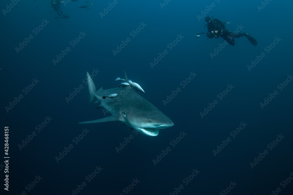 Bull shark swimming in water. Shark catch the prey. Marine life. Bull shark swimming in water. Shark catch the prey. Marine life.
