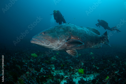 Giant grouper near the bottom of Indian ocean. Calm grouper near the African coast. Marine life on the Protea Banks in South Africa.  © prochym