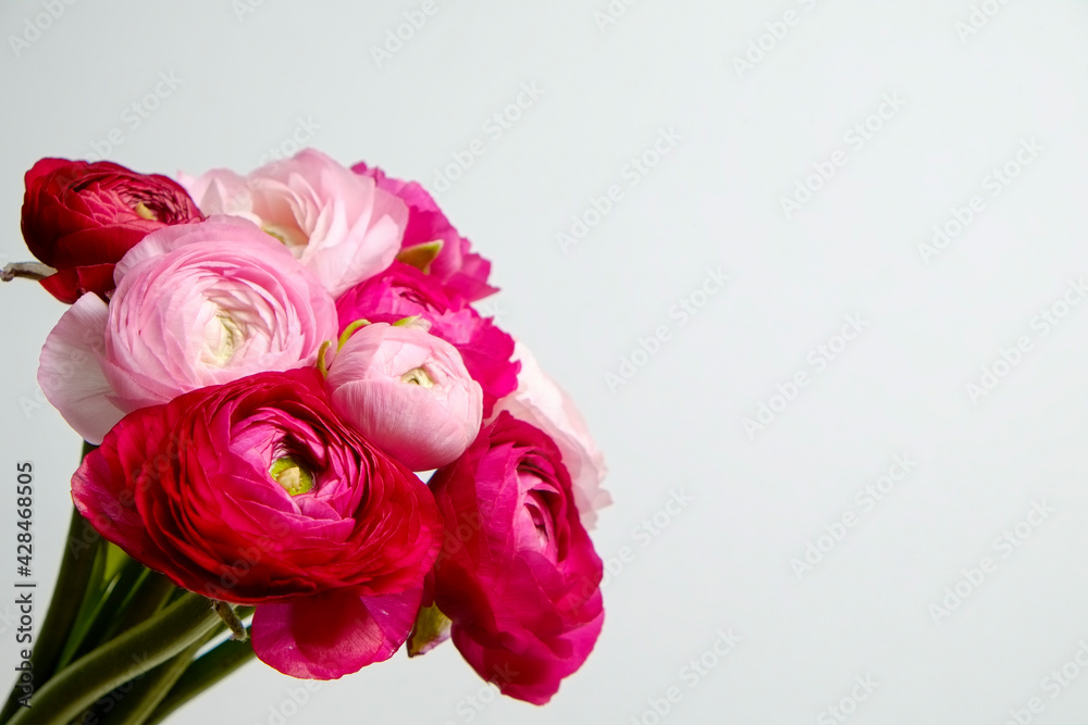Macro shot of beautiful tender pink and white ranunculus bouquet over isolated background. Visible petal structure. Bright patterns of flower buds. Top view, close up, copy space, cropped image. Macro shot of beautiful tender pink and white ranunculus bouquet over isolated background. Visible petal structure. Bright patterns of flower buds. Top view, close up, copy space, cropped image.