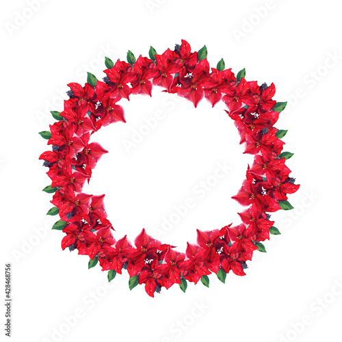Wreath of watercolor flowers. Ornament watercolor hand drawn painting illustration on white background. Poinsettia flowers. Red poinsettia flower (Euphorbia pulcherrima, Bethlehem Christmas star)