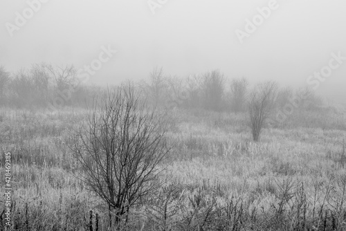 Fototapeta Naklejka Na Ścianę i Meble -  łąki we mgle 2