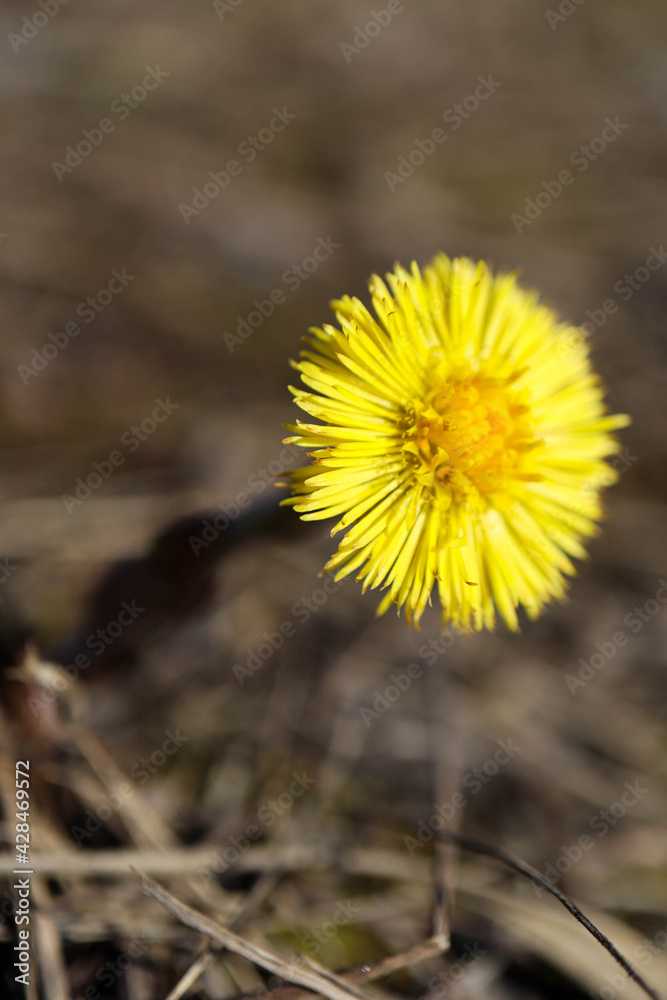 first spring yellow flowers Tussilago farfara coltsfoot close up first spring yellow flowers Tussilago farfara coltsfoot close up