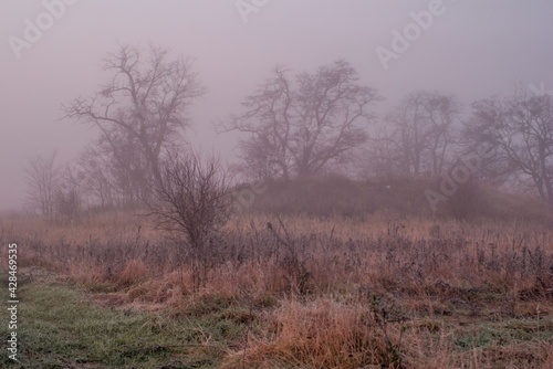 Fototapeta Naklejka Na Ścianę i Meble -  łąki we mgle 3