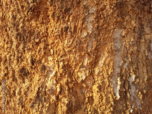 The bark of a Shepherd tree (Boscia albitrunca) or Motopi in Setswana. The tree is evergreen and indigenous to Botswana. photo