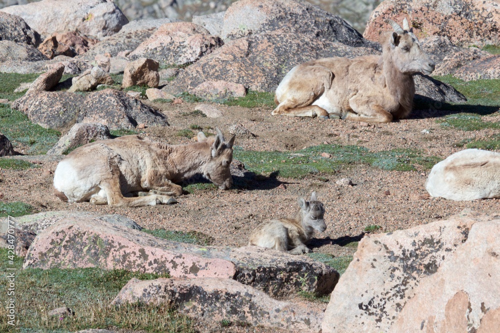 Tiny newborn baby bighorn sheep and two bighorn ewes. Tiny newborn baby bighorn sheep and two bighorn ewes.