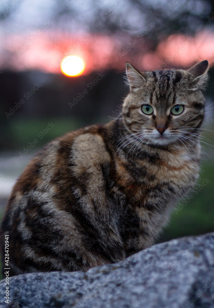  a cat,sunset 