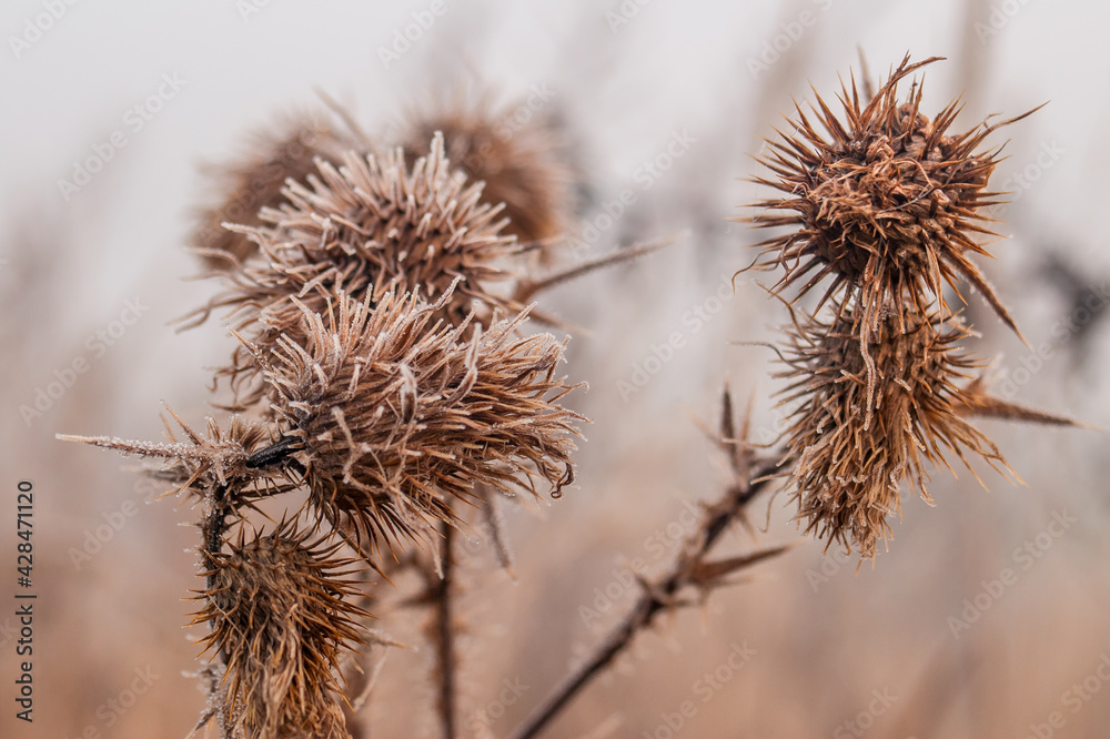 Obraz premium szron i roślina 2