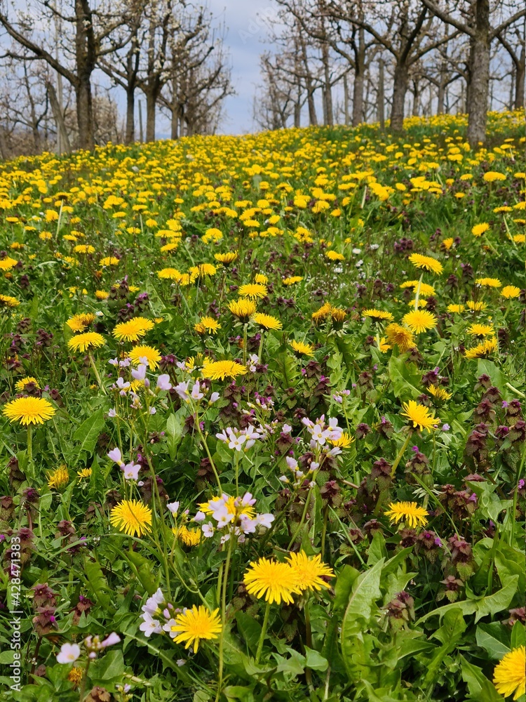 Obraz premium Streuobstwiese