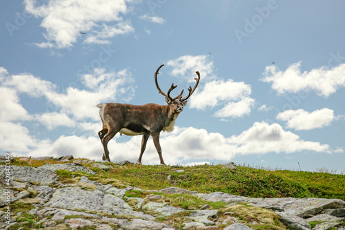 Reindeer in the mountains Seterfjellet Helgeland Nordland county Norway scandinavia Europe