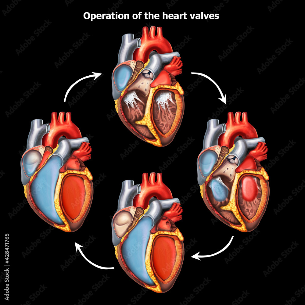 Medical illustration of human Heart anatomy Stock Illustration | Adobe ...