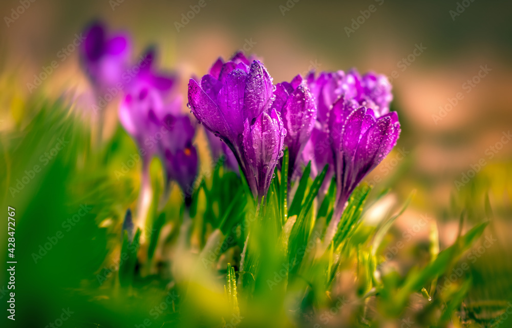 Crocuses in dewdrops close up on a blurry background with beautiful bokeh