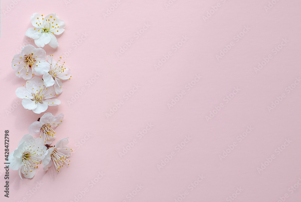 Apricot tree blossom flowers on soft pink background. Dreamy romantic image, copy space.