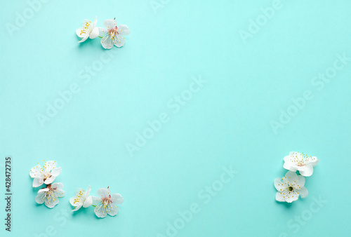 Apricot tree blossom flowers on bright blue background. Copy space.