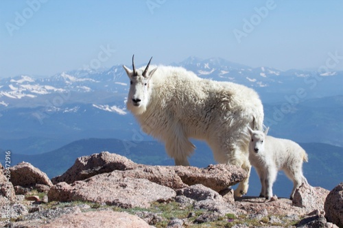 mountain goat mother and baby on the mountain top