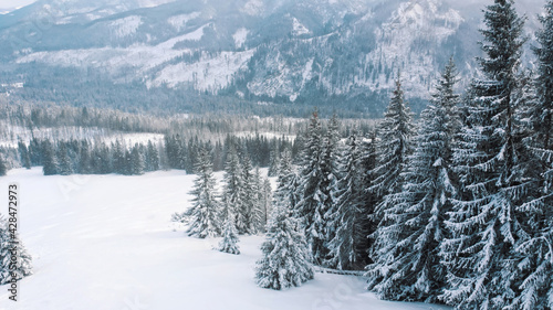 winter scenery of the evergreen forest on the mountain, Zakopane, Poland. High quality photo © CameraCraft