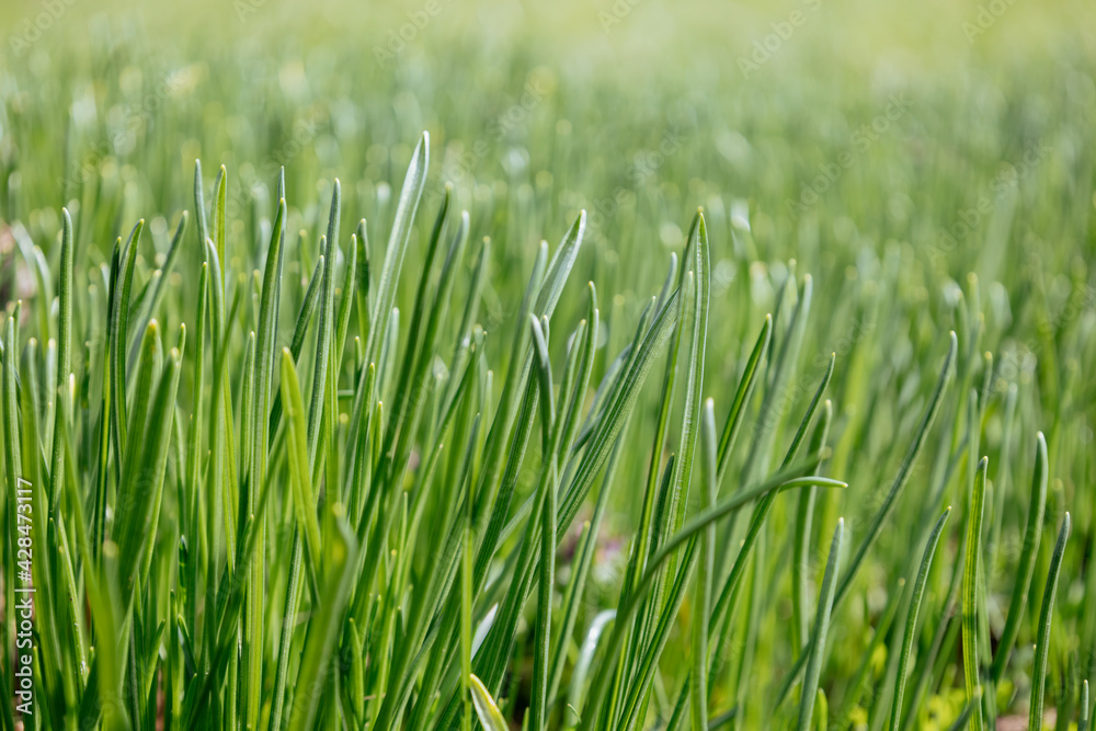 Vibrant herbal texture. Lots of fresh sprouts. Close-up of fresh green juicy grass. Nature art abstract spring background or summer background. Thick young herb. The wheat germ. Sunny day Vibrant herbal texture. Lots of fresh sprouts. Close-up of fresh green juicy grass. Nature art abstract spring background or summer background. Thick young herb. The wheat germ. Sunny day