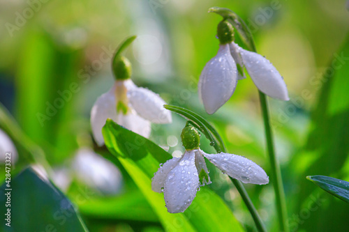 Beautifull snowdrops - blooming white flowers in early spring in the forest, closeup with space for text