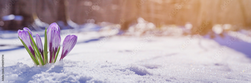 Crocuses - blooming purple flowers making their way from under the snow in early spring, closeup with space for text, banner