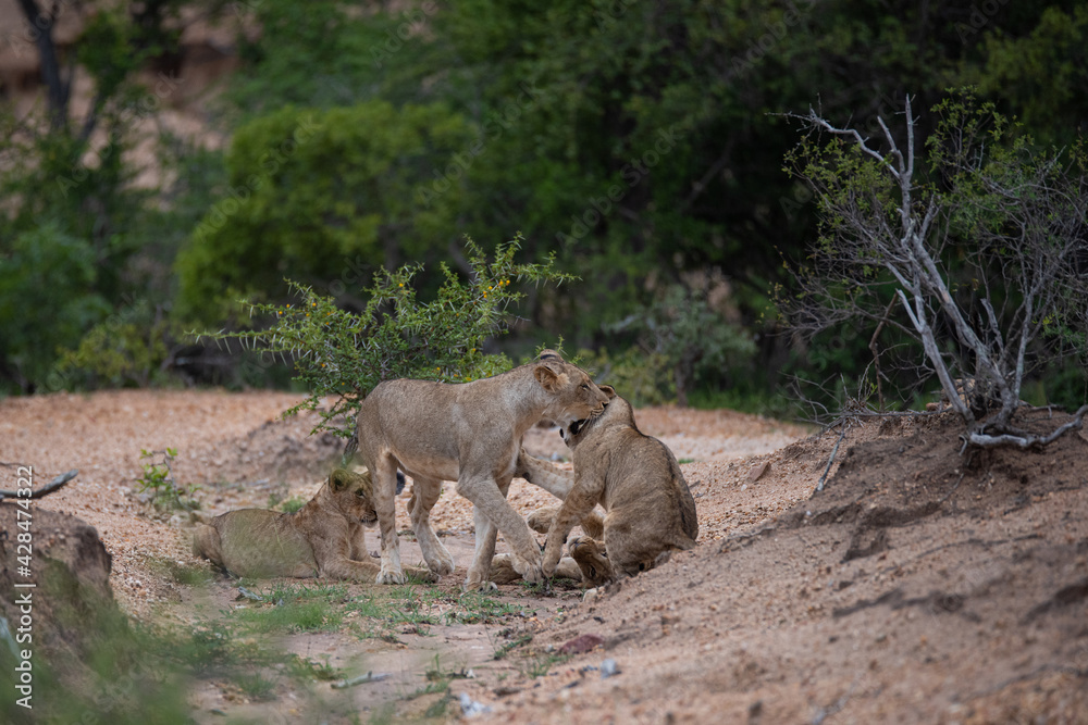 Lion cubs seen playing on a safari in South Africa Lion cubs seen playing on a safari in South Africa