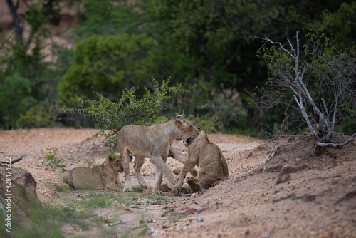 Lion cubs seen playing on a safari in South Africa