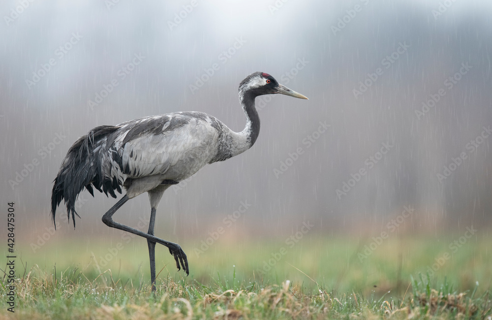 Common crane bird close up ( Grus grus ) Common crane bird close up ( Grus grus )