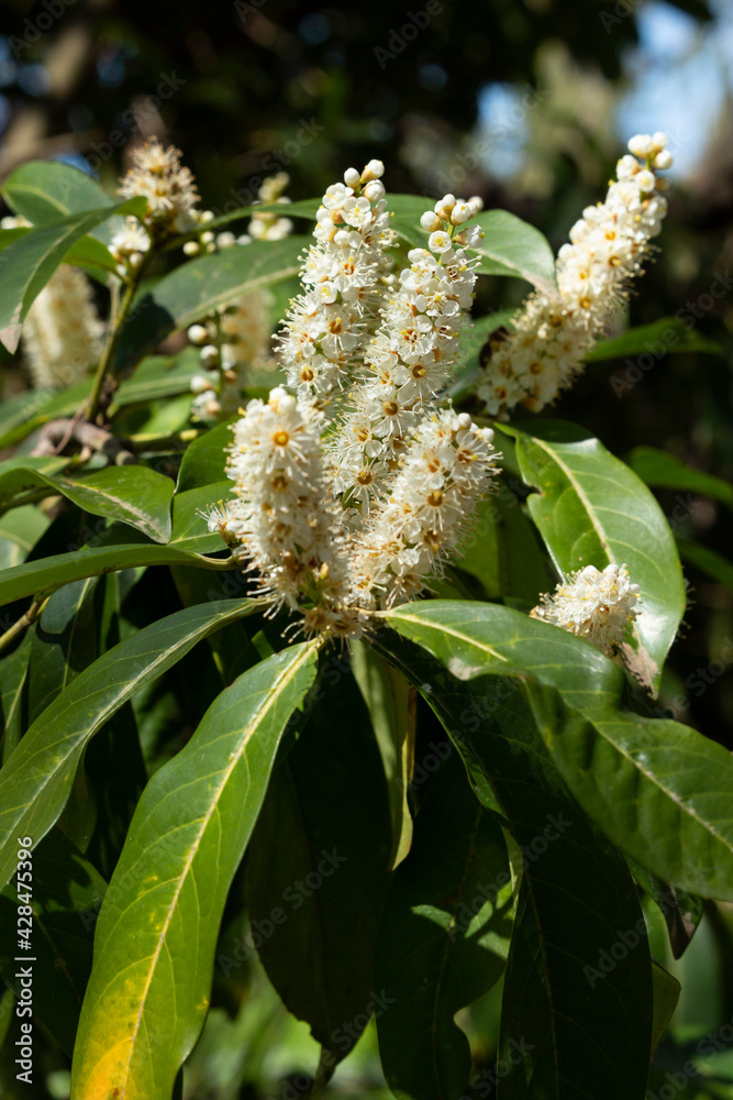 Naklejka premium Branch of a flowering tree, spring . Prunus White medicinal cherry flowers, bay cherry