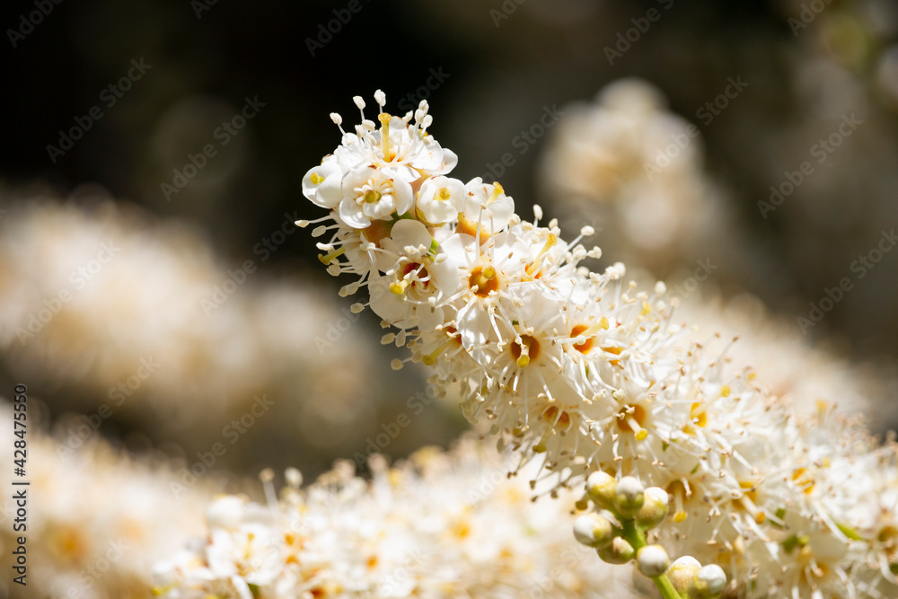 Branch of a flowering tree, spring . Prunus White medicinal cherry flowers, bay cherry Branch of a flowering tree, spring . Prunus White medicinal cherry flowers, bay cherry