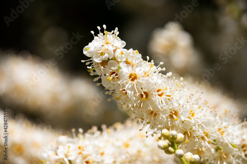 Branch of a flowering tree, spring . Prunus White medicinal cherry flowers, bay cherry