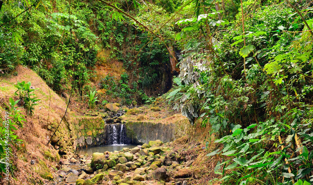 Water Collecting Pond on Tropical Plantation on a Caribbean Island Water Collecting Pond on Tropical Plantation on a Caribbean Island