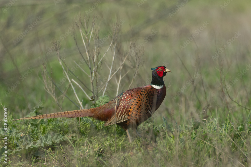 Fototapeta premium Male Common Pheasant Phasianus colchicus in the wild