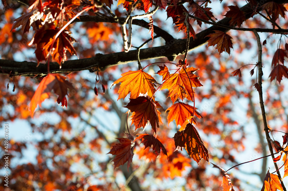 autumn leaves on the tree autumn leaves on the tree