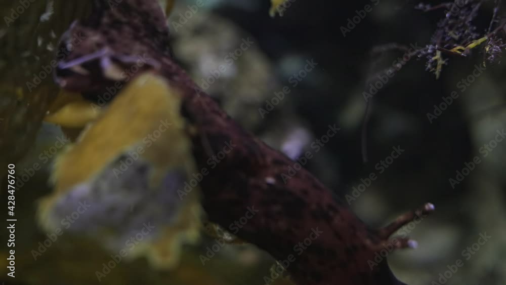 This closeup underwater video shows an active large sea slug. This closeup underwater video shows an active large sea slug.