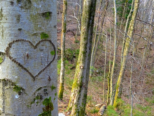 A heart carved on a tree