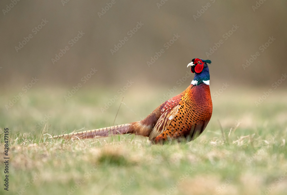 Fototapeta premium Ringneck Pheasant (Phasianus colchicus) male close up