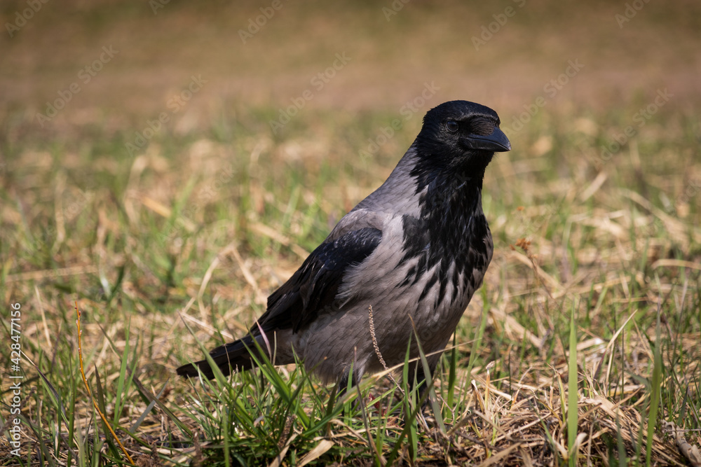 gray crow with a black head and chest looking for food gray crow with a black head and chest looking for food