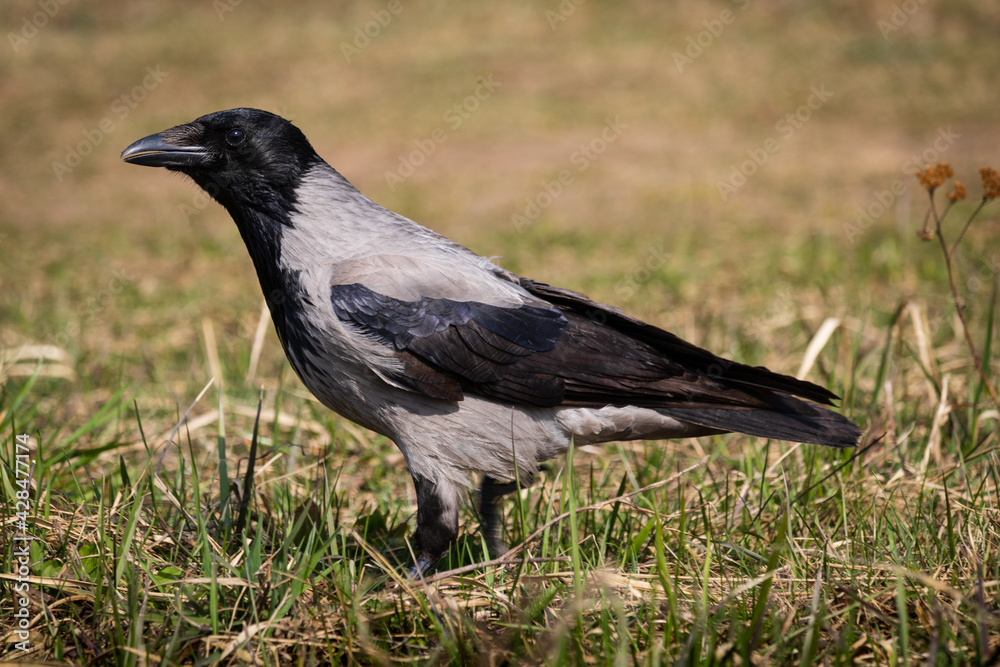 black crow basking in the sun on a very warm spring day black crow basking in the sun on a very warm spring day