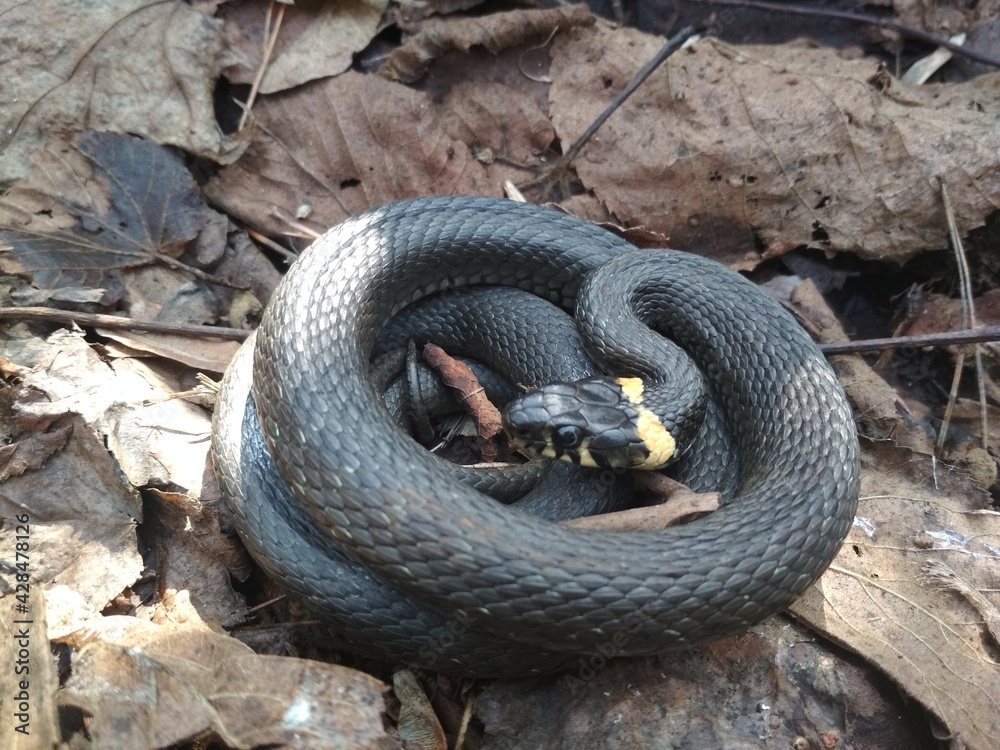 Obraz premium snake, reptile, animal, nature, wildlife, grass, viper, black, wild, serpent, scale, adder, snakes, reptiles, danger, venomous, scales, grass-snake, pattern, forest, white, water, animals, natrix