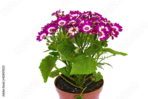 Red and White Flower Bouquet of the Plant Cineraria, Cineraria (Latin Name). Cut On White Background photo