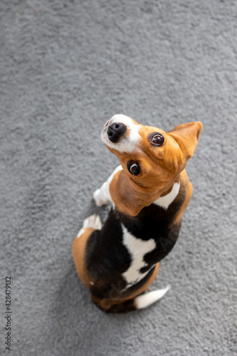 Fototapeta Naklejka Na Ścianę i Meble -  beagle dog cookies, tongue dog at home, pet love, hunting dog training, home dog friendly grooming, pet grooming