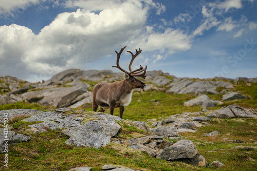 Reindeer in the mountains Seterfjellet Helgeland Nordland county Norway scandinavia Europe
