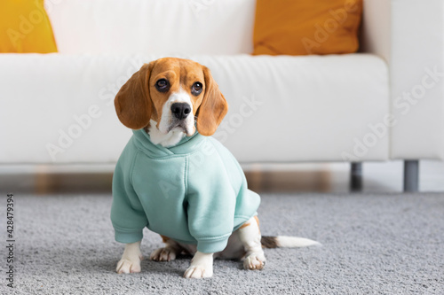 Beagle dog in mint clothes sits in living room, pet dog waiting for master, pet playing, home dog