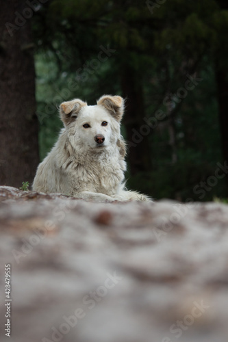 Portrait Style Photo of Italian Dog in the Mountains of India