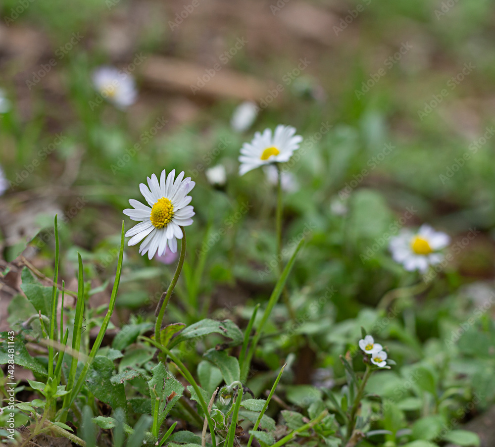 
Bellis Perennis o  margarita comun  
