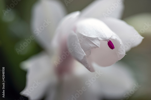 Photography white flower on pink, nacka, sweden, sverige. stockholm
